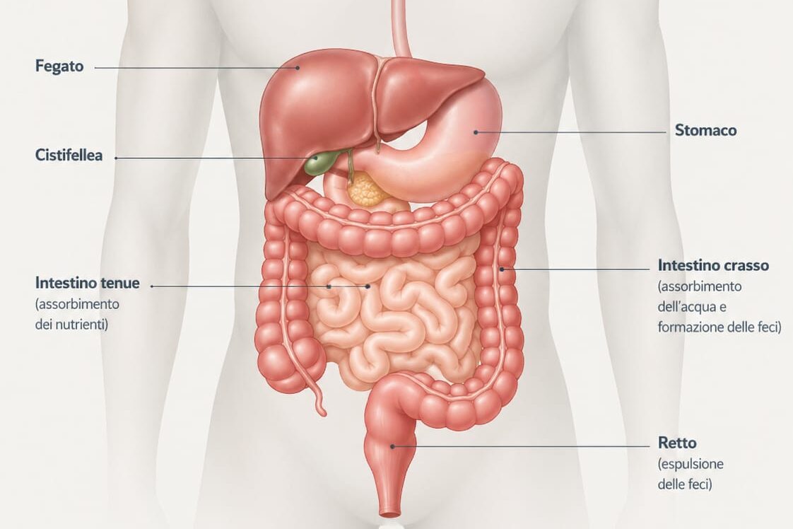 Sistema digestivo umano con intestino evidenziato e processo digestivo