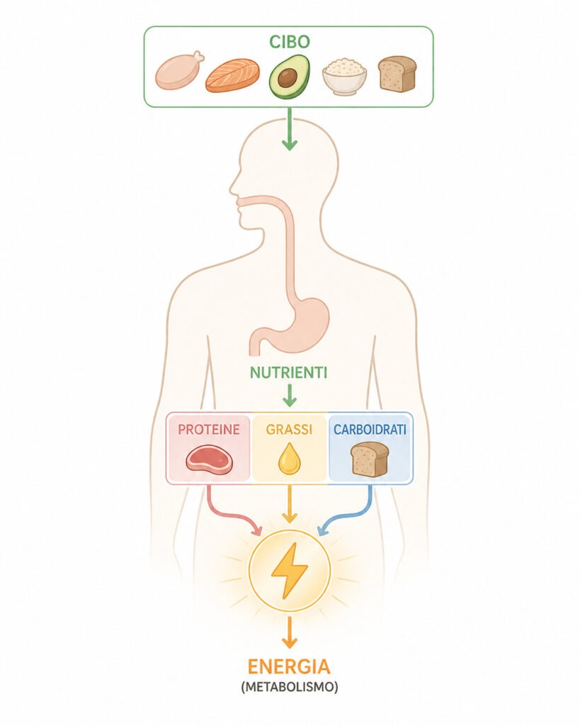 Schema semplificato del metabolismo energetico dei macronutrienti